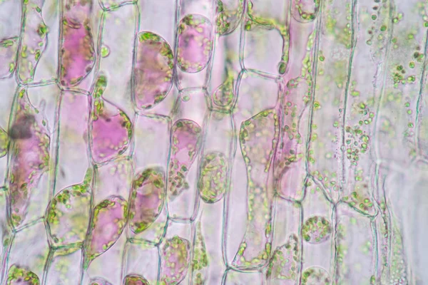 Cell structure Hydrilla, view of the leaf surface showing plant cells under the microscope for classroom education.