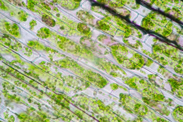 Cell Structure Hydrilla View Leaf Surface Showing Plant Cells Microscope — Stock Photo, Image