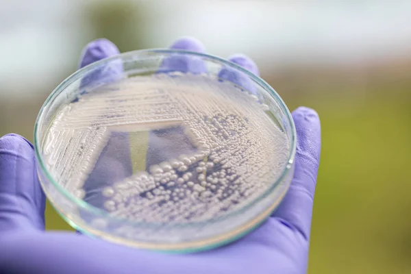 Petri Kabında Maya Laboratuvarlarda Eğitim Için Mikrobiyoloji — Stok fotoğraf