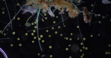 Glenodinium eğitim için mikroskop altında.