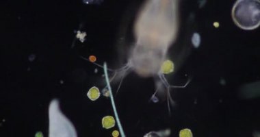 Glenodinium eğitim için mikroskop altında.