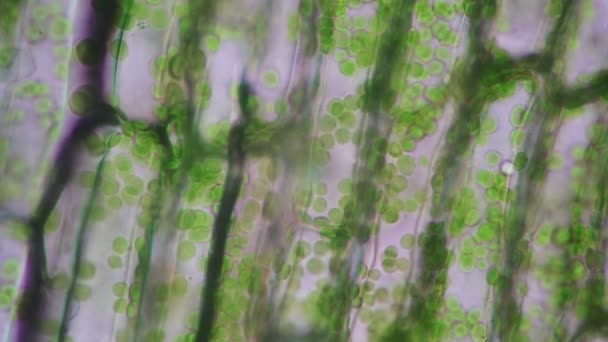 細胞構造ヒドラ 教室教育のための顕微鏡下で植物細胞を示す葉表面のビュー — ストック動画