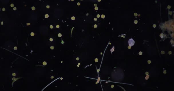 Glenodinium Pod Mikroskopem Edukacji — Wideo stockowe