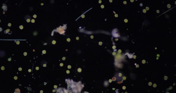 Glenodinium Κάτω Από Μικροσκόπιο Για Εκπαίδευση — Αρχείο Βίντεο