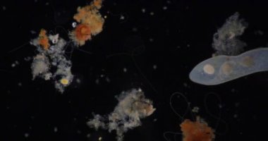 Loxodes, Loxodidae familyasına ait bir Karyorelictean cins..