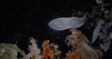 Loxodes, Loxodidae familyasına ait bir Karyorelictean cins..