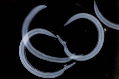 Şistozom, trematod cinsi. Laboratuvarda eğitim için kan rastlantısı olarak bilinir..