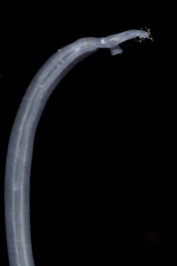 Şistozom, trematod cinsi. Laboratuvarda eğitim için kan rastlantısı olarak bilinir..