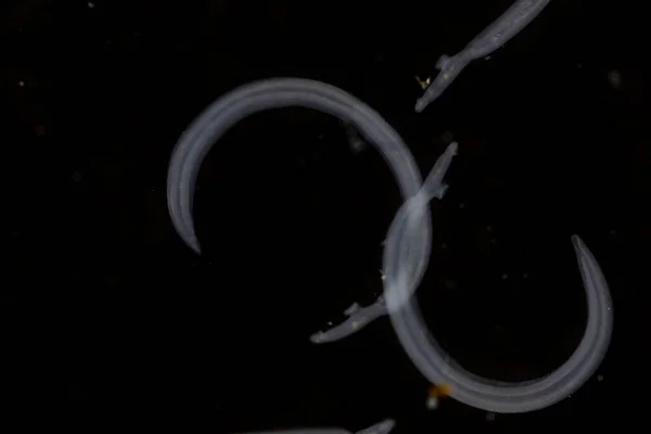 Schistosoma Trematodes 속으로 실험실에서 교육을 뢰크로 알려져 — 스톡 사진