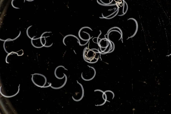 Schistosoma Género Trematodos Comúnmente Conocido Como Grietas Sangre Para Educación — Foto de Stock