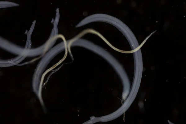 Schistosoma Είναι Ένα Γένος Trematodes Κοινώς Γνωστό Flukes Αίματος Για — Φωτογραφία Αρχείου