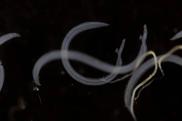 Schistosoma Género Trematodos Comúnmente Conocido Como Grietas Sangre Para Educación — Foto de Stock