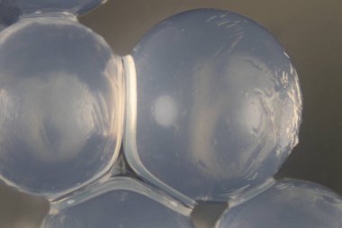  Alginate, deniz kahverengi alglerinin laboratuardaki eğitim amaçlı hücre duvarı bileşenidir..