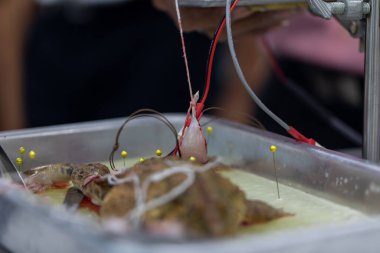 Laboratuvarda sinir sistemi testini incele.