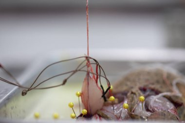 Laboratuvarda sinir sistemi testini incele.