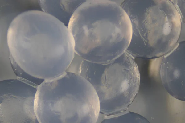 Alginate Deniz Kahverengi Alglerinin Laboratuardaki Eğitim Amaçlı Hücre Duvarı Bileşenidir — Stok fotoğraf