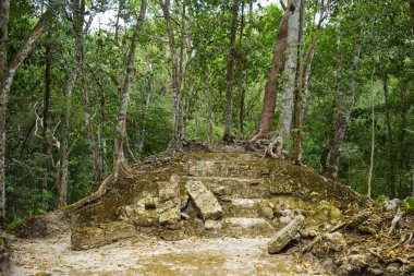 Peten, Yucatan 'daki yağmur ormanlarında kök ve bitkilerle kaplanmış Maya kalıntıları.