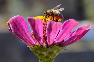 Arılar çarpıcı bir çiçekten polen toplar ve toplarlar. Apis mellifera Villa Dimitri 'nin bahçesinde, İkaria Adası, Yunanistan