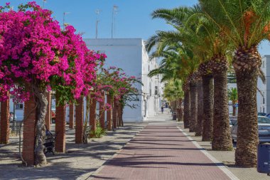 Vejer de la Frontera caddesinde çiçekler ve palmiye ağaçları