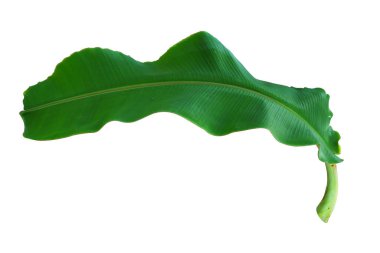 Tropik muz yaprakları. Kırpma yolu ile beyaz arkaplanda izole taze yeşil muz yaprağı.