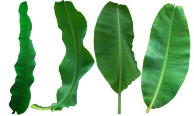 Tropik muz yaprakları. Kırpma yolu ile beyaz arkaplanda izole taze yeşil muz yaprağı.