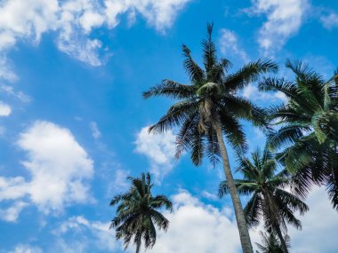 Mavi gökyüzü arkaplanlı hindistan cevizi palmiyesi. Perspektif görünümü.