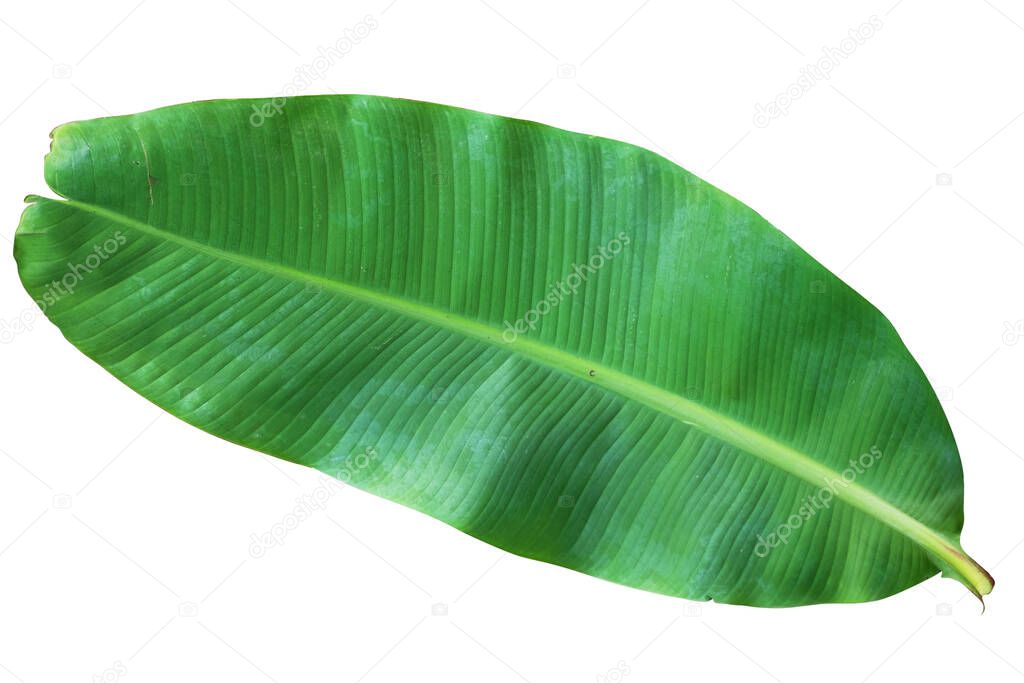 Las hojas de plátano tropical. Hoja de plátano verde fresco aislado