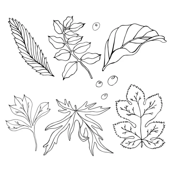 あなたのデザインのために手描きの葉のセット 白い背景の葉の黒い輪郭手描きの葉と雨滴 — ストックベクタ