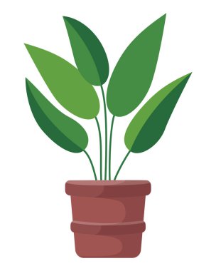 Terracotta 'da Büyük Yaprakları Olan Yeşil Ev Bitkisi Beyaz Arkaplanda İzole Edilmiş