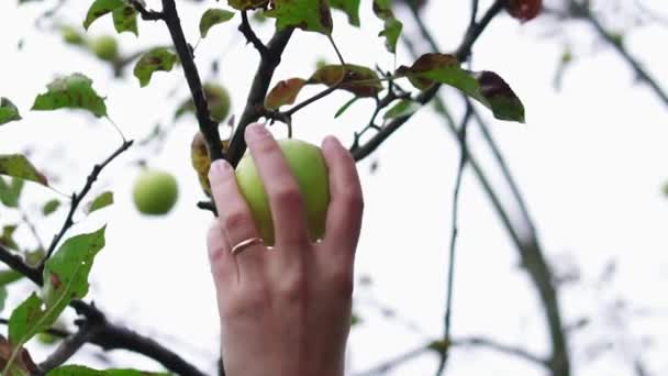 Žena Sbírá Čerstvé Jablko Stromu — Stock video