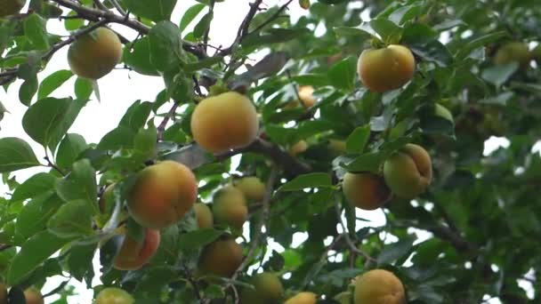 有新鲜桃子的果树 桃子挂在树枝上 水果采摘季节 健康食品 有机产品 — 图库视频影像