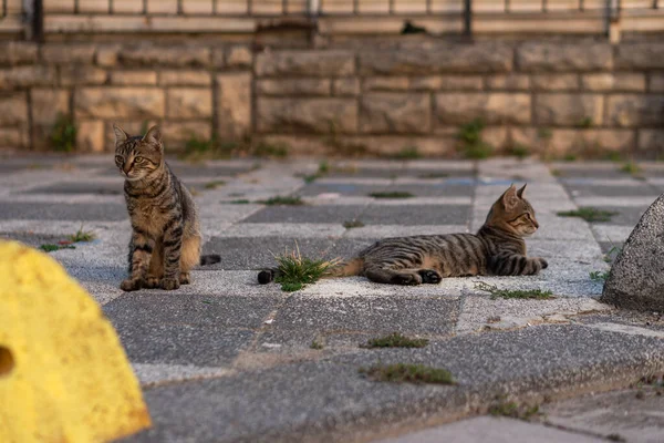 Sokak Kedileri Sokakta Poz Veriyor Stanbul Türkiye Çekildi — Stok fotoğraf