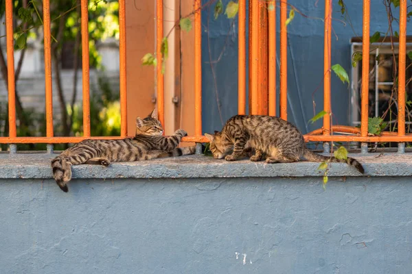 Group Stray Cats Posing Street Taken Istanbul Turkey — Stock Photo, Image