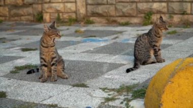 Güzel şirin kedi renkli arka planda kendini yalıyor..