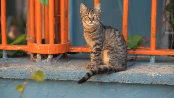 Piękny Ładny Kot Lizanie Się Kolorowe Tło — Wideo stockowe
