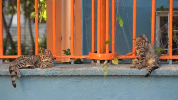 Güzel Şirin Kedi Renkli Arka Planda Kendini Yalıyor — Stok video