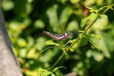 Küçük kahverengi bir kelebek küçük bir yaprağın üzerinde oturuyor..
