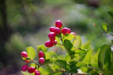 Bahçedeki ağaçta esneyen kireç yumağı..