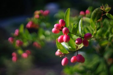            Bahçedeki ağaçta esneyen kireç yumağı..                    