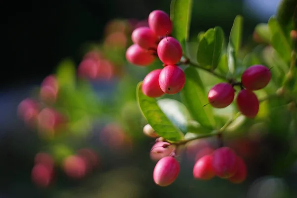 Gähnende Mango Linde Auf Baum Garten — Stockfoto