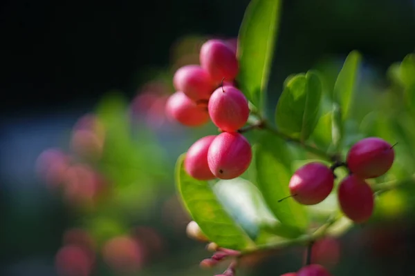 Gähnende Mango Linde Auf Baum Garten — Stockfoto