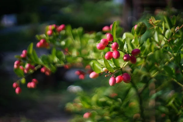 Gähnende Mango Linde Auf Baum Garten — Stockfoto