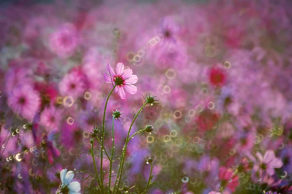 Lindas Flores Cosmos Florescendo Pela Manhã — Fotografia de Stock