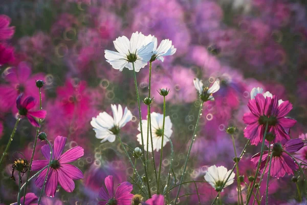 Beautiful Cosmos Flowers Blooming Morning — Stock Photo, Image