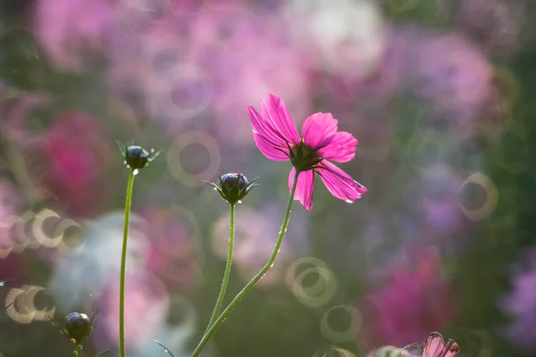 Beautiful Cosmos Flowers Blooming Morning — Stock Photo, Image