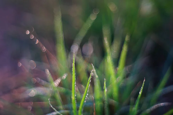 Трава Капельками Воды Солнечном Свете — стоковое фото