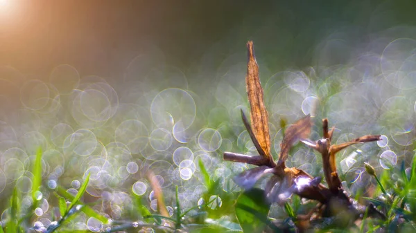 Erba Con Gocce Acqua Alla Luce Del Sole — Foto Stock