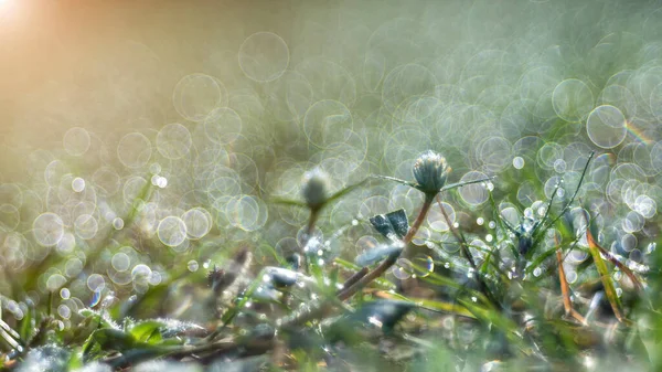 Grass with water drops in the sunlight