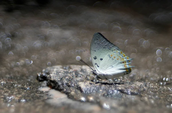 Uma Bela Borboleta Nas Florestas Tailândia — Fotografia de Stock