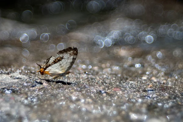 Uma Bela Borboleta Nas Florestas Tailândia — Fotografia de Stock